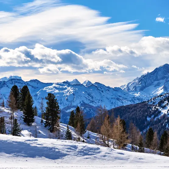 Paysage de montagnes et de pentes enneigées parsemées d’arbres.